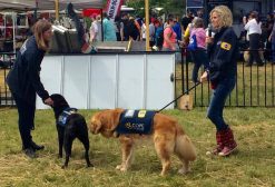 COPE service dog demonstration in bullwrinkles arena at Woofstock