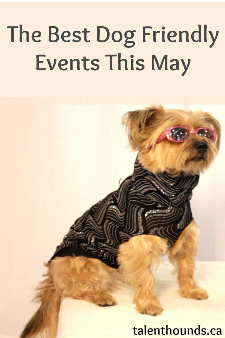 The Best DogFriendly Events For May 2017 Talent Hounds