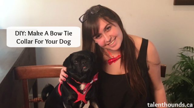 DIY Make a bow tie collar for your dog