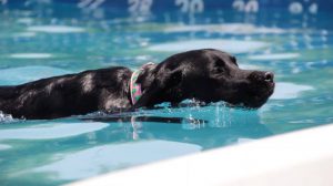 Dock dog at Woofstock