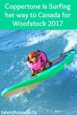 Dog of the day Coppertone is coming with the Lucy Pet Gnarly Crankin K9 Wave Maker to Canada for Woofstock 2017