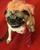 Fishstick the Pug dressed as Dognald Hump