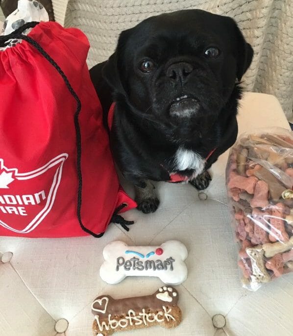 Kilo The Pug with his prize gift from Ms Charmin