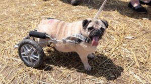 Sushi the Pug at Woofstock 2017