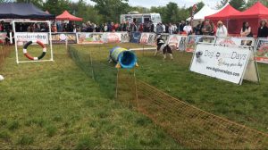 The Dog Lovers Days Lure Course at Woofstock