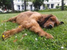 brandy in the grass