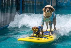Surfin’ Jack and Coppertone Surf Dog practice their moves as they "hang 20" at America's Family Pet Expo at the OC Fair Grounds in Costa Mesa, California, on Friday, April 28, 2017. (Photo by Jeff Gritchen, Orange County Register/SCNG)