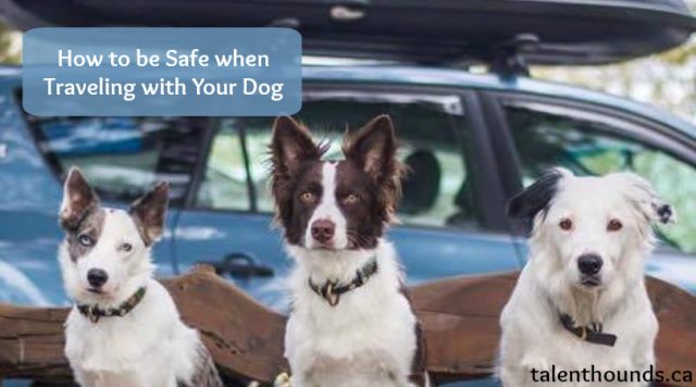 how to be safe when traveling with your dog