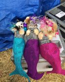 3 Furry Mermaids