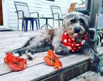 The adorable Monty with some lobsters. Photo Courtesy of @Monty_the_griffon