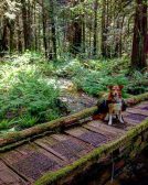 Kiah the adorable hiking dog. Photo courtesy of @outhousesandbridges