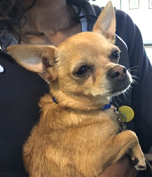 Adoptable chihuhua