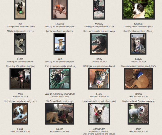Adoptable dogs Canine Haven