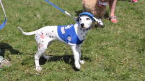 Adorable Dalmatian Blue Jays Fan at Woofstock