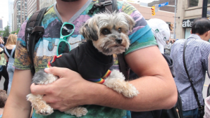 Adorable Dog in Rainbow at Pride Toronto