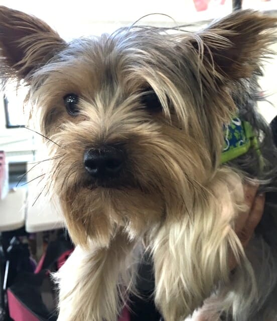 Gorgeous adoptable young Yorkie
