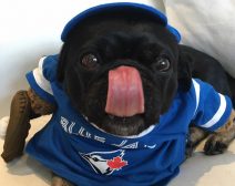 Kilo in his blue jays jersey