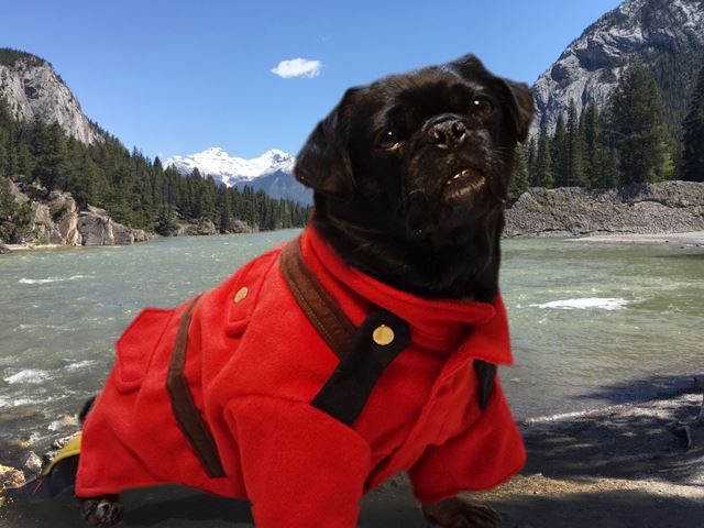 Kilo the Mountie in Banff