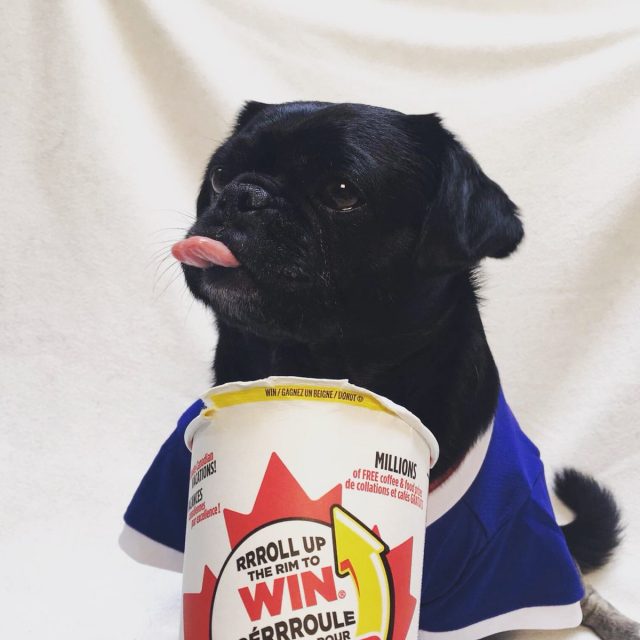 Kilo the Pug rolling up the rim at Tim Hortons