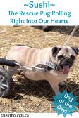 Sushi the rescue pug in a wheelchair is our dog of the day