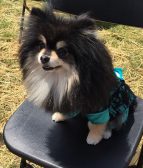 Toby After Being Crowned Mr. Canine Woofstock 2017