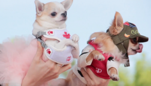 Two Chis in Pretty Paw Canadian Harnesses at Ruff Stitched Fashion Show Woofstock 2017