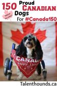 Watch our adorable and inspiring video of these 150 proud canadian dogs for canada 150