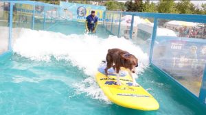 gracie surfing at woofstock 2017