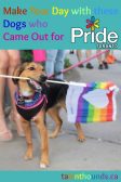 make your day with these adorable dogs who came out for pride TO