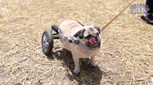 sushi pug wheelchair