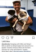 Dean Brody with two pugs from the Ontario SPCA and Humane Society during Puppy Time. Photo from @deanbrody