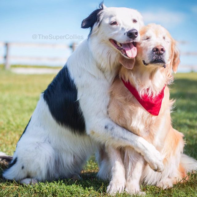 Hero the Super Collie hugging Smiley