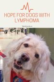Hope for dogs with a lymphoma diagnosis and canine cancer