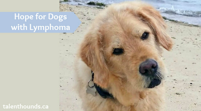 Is There Hope For My Dog If Diagnosed With Lymphoma