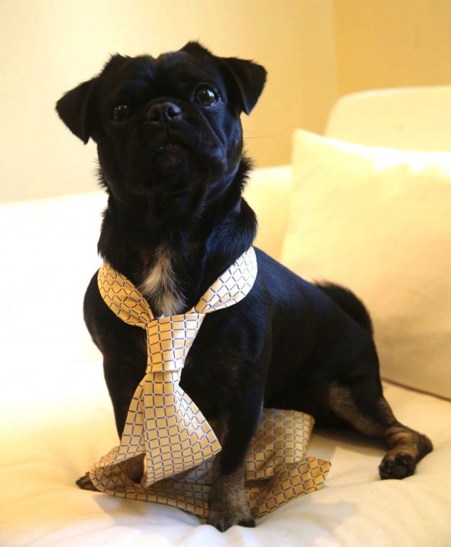Kilo in yellow tie on Bring your dog to work day