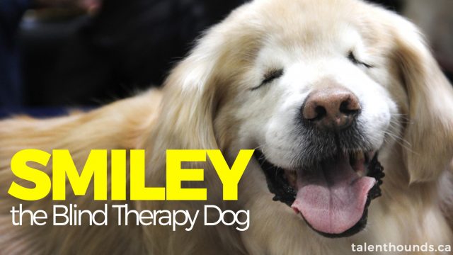 Smiley the Blind Therapy Dog smiling - he brings smiles to millions and shows it's OK to be different