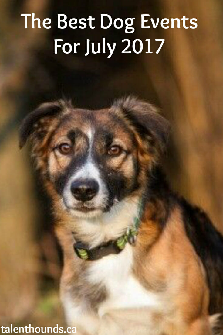 The Best Dog Events For July 2017 Talent Hounds