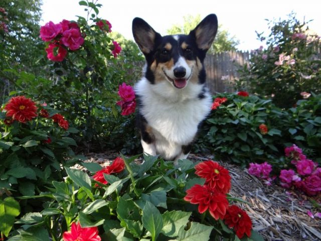 Ty The Corgi from Some Pets dealing with Lymphoma