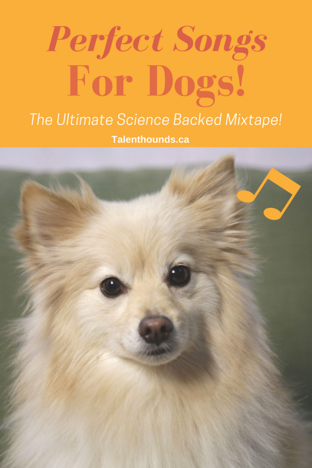 Find out what music will relax your dog.