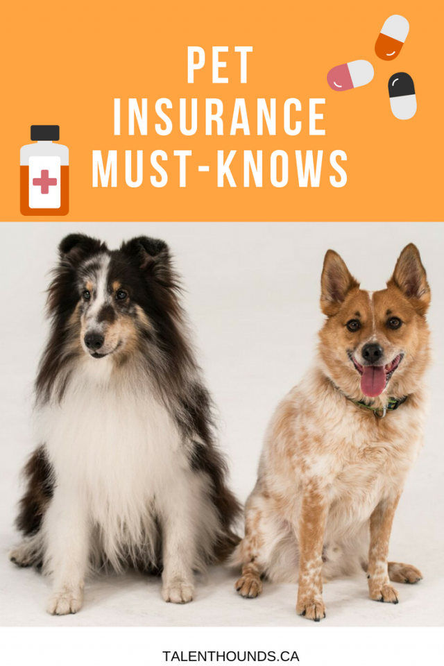 What You Need To Know About Pet Insurance Talent Hounds