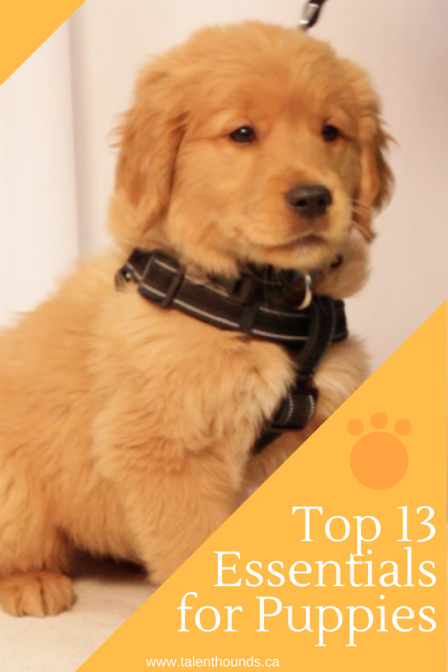 Top 13 essentials you need if you are getting a new puppy.