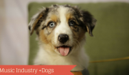 Australian Shepherd puppy with the caption "Music industry + dogs"