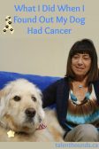what i did when i found out my dog had cancer