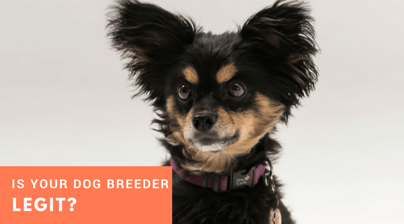 Is Your Dog Breeder Legitimate Key Red Flags To Know