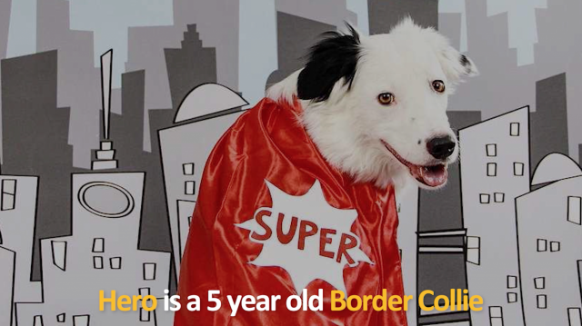 Superstar Hero the Super Collie