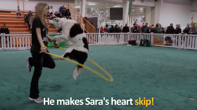 Superstar Hero the Super Collie makes Sara's heart skip skipping rope.