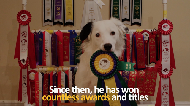 Superstar Hero the Super Collie with his awards