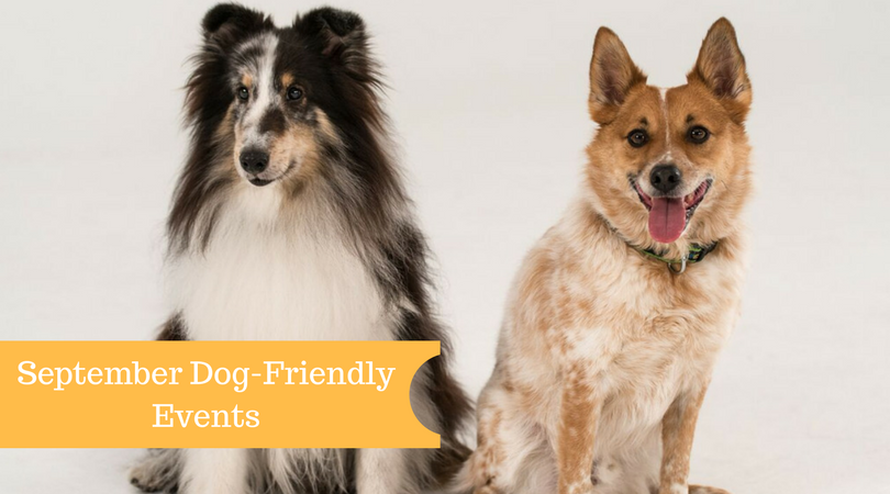september-2017-events-for-dogs-and-dog-lovers-talent-hounds