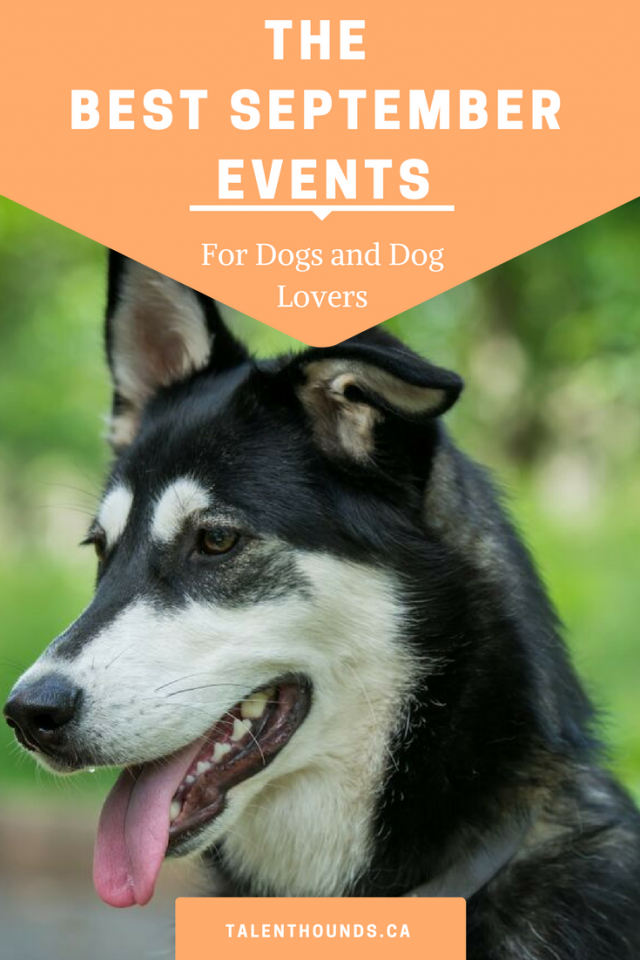 Check out the best Ontario September 2017 events for dog lovers