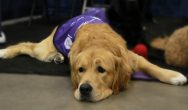 National Service Dog relaxing at CPE